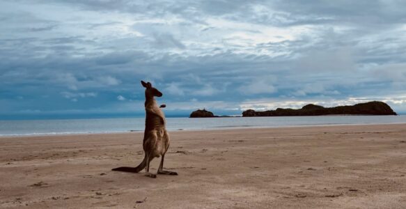 Road Trip Part 1 – Cairns bis Mon Repos